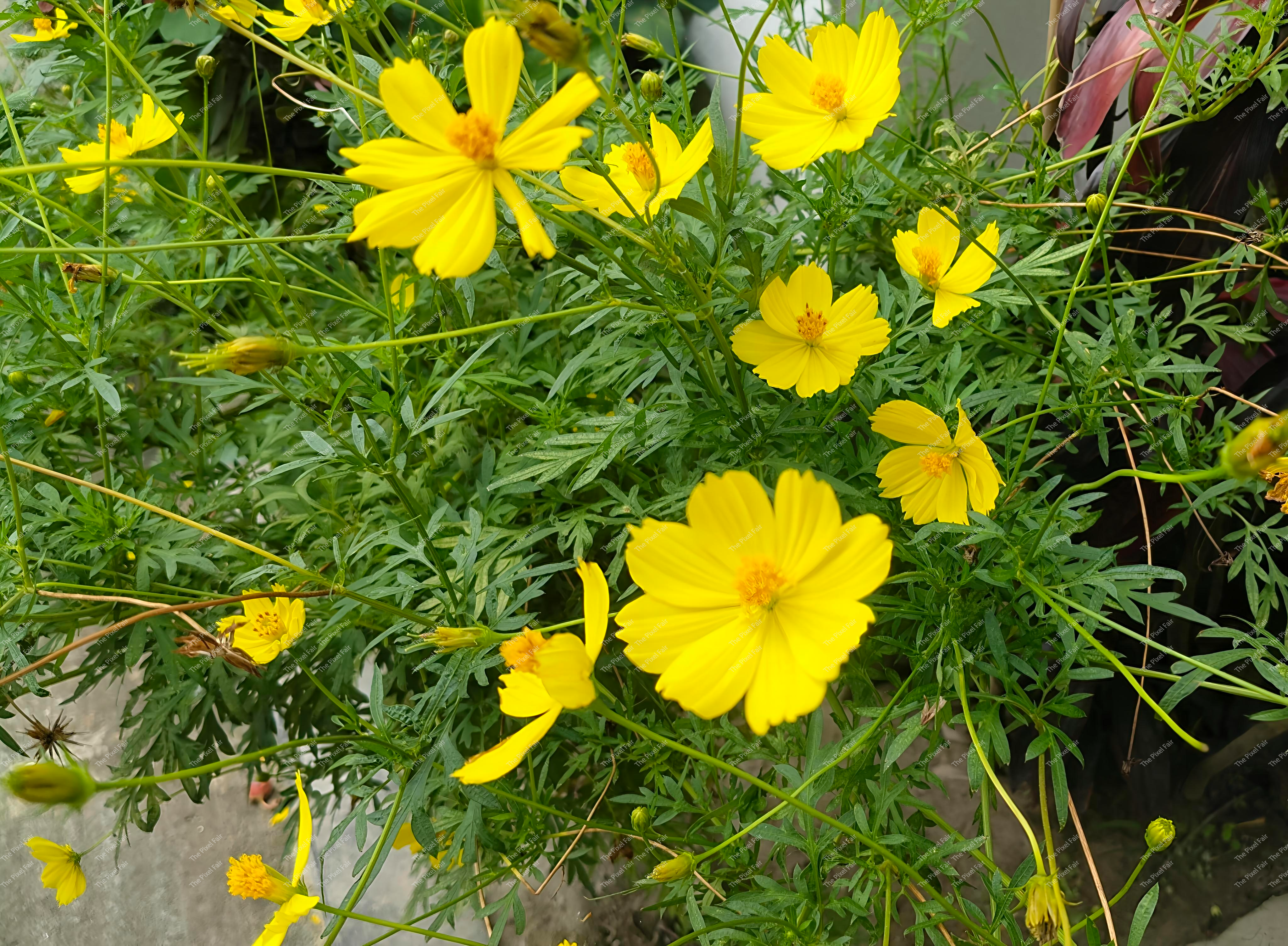 Cosmos Sulphureous (কমলা কসমস)